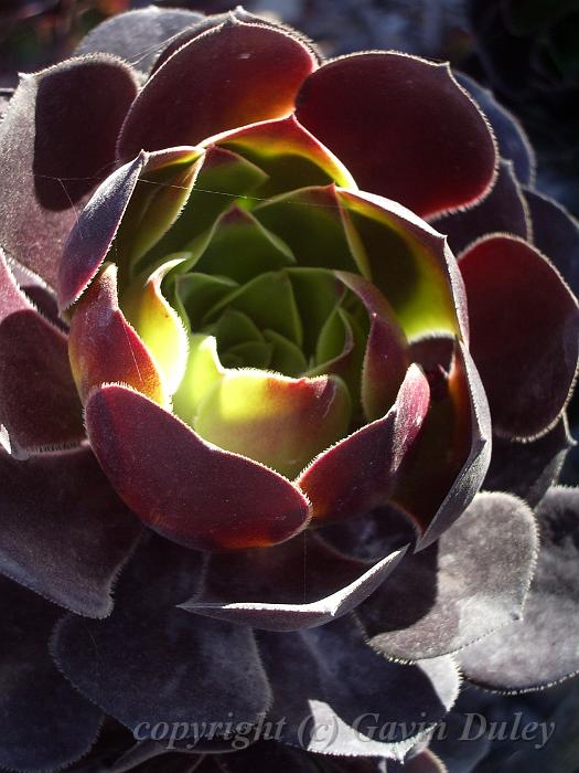 Succulents, Melbourne Botanic Gardens IMGP1013.JPG